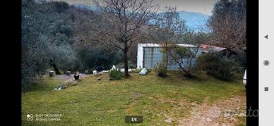 terreno uliveto