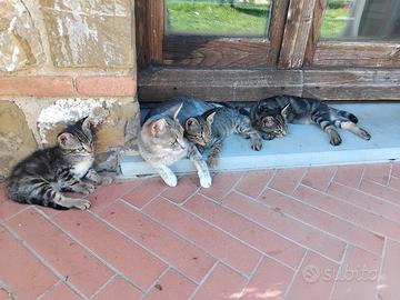 4 gattini da adottare