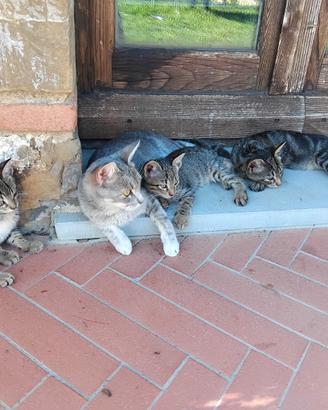 4 gattini da adottare