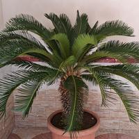 N. 2 cycas