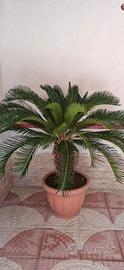 N. 2 cycas
