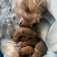 Chihuhua Yorkshire,15 giorni di nascita ,