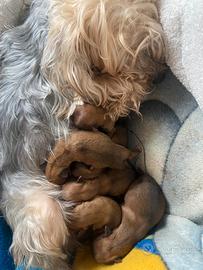 Chihuhua Yorkshire,15 giorni di nascita ,