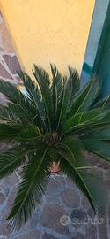 cicas cycas