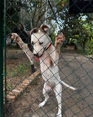 Cucciola