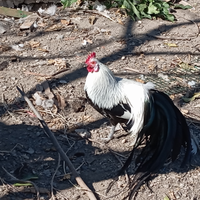 Phoenix collo argento