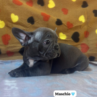 Cuccioli di Bulldog Francese
