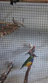 uccelli