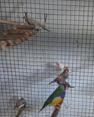 uccelli