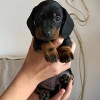 Bassotti Kaninchen 3 Kg - Ultime femminucce