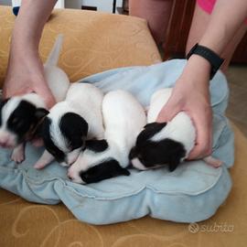 Cuccioli di juck Russel