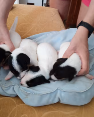 Cuccioli di juck Russel
