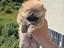 Immagine 4