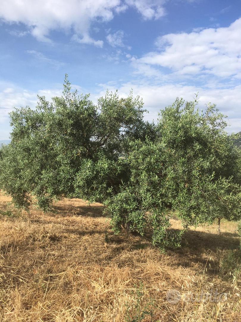 Terreno agricolo - Vista 2
