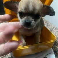 Chihuahua mini toy 60 giorni 400 gr