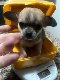 Chihuahua mini toy 60 giorni 400 gr