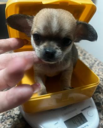Chihuahua mini toy 60 giorni 400 gr