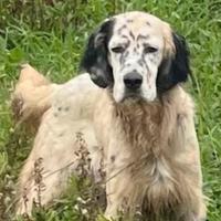 Setter inglese femmina tricolore pedigree'