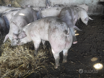 Maiali per macello