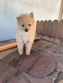 Cuccioli spitz Pomerania due mesi