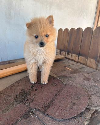 Cuccioli spitz Pomerania due mesi