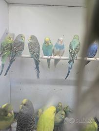 Cocorite coloratissime