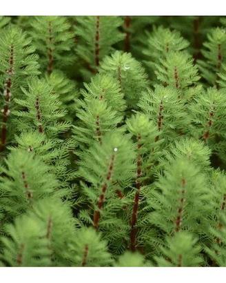 Myriophyllum Brasiliensis - Pianta per Laghetto