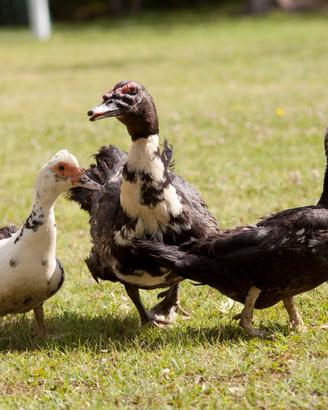 Galline