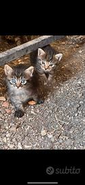Gattini da adottare