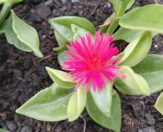 talea aptenia fuxia