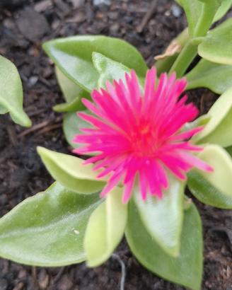talea aptenia fuxia