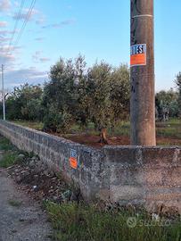 Terreno agricolo (edificabile)