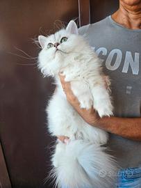 British Longhair femmina