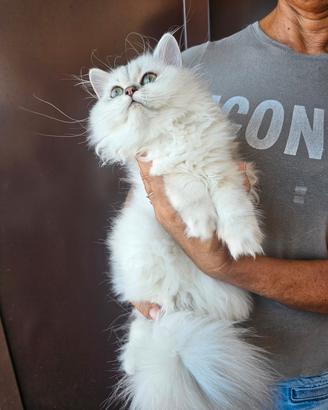 British Longhair femmina