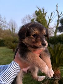 Cuccioli di cane