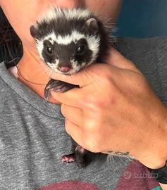 Furetti