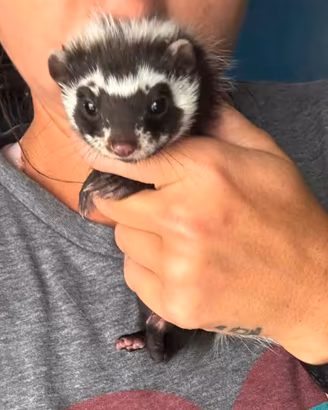 Furetti