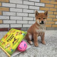 Cuccioli maschi di Shiba Inu