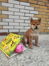 Cuccioli maschi di Shiba Inu