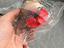 Immagine 6