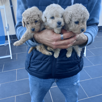 Cucciole di barboncino