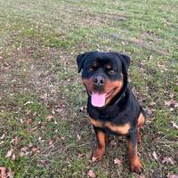 Rottweiler maschio per monta