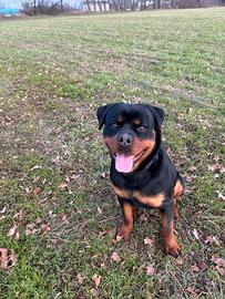 Rottweiler maschio per monta