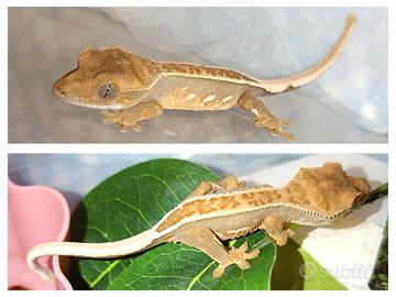 Baby geco Ciliatus, teca, allestimento