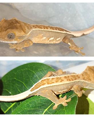 Baby geco Ciliatus, teca, allestimento