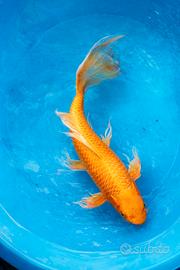 Carpe koi giapponesi selezionate