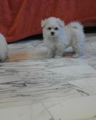 Maltese Toy europeo maschio 60 gg