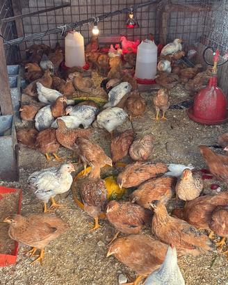Galline