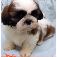Cuccioli di SHIH TZU