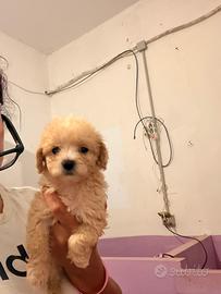 Maltipoo